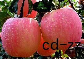 案(an)例(li)展示